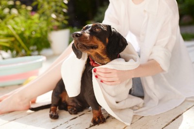 体を拭いてお手入れ中のスムースダックス