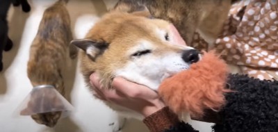 おもちゃをくわえながら撫でられている柴犬の足元にいる猫