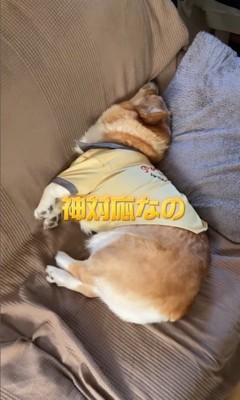 外出時のチリちゃんの対応の違い⑩