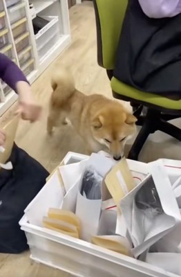 郵便物をクンクン…