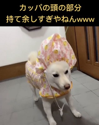 頭が大きく膨らんだ犬