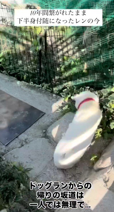 ドッグランへの階段は…