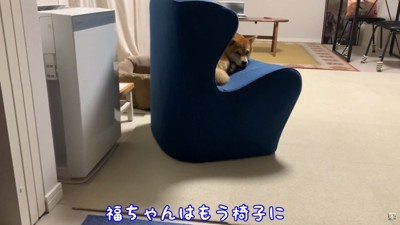 遠くから見守る福ちゃん