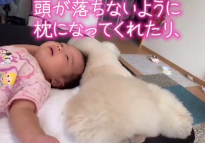 トイプードルのぷぷちゃん