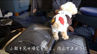 帰り自宅をする男性のキャリーバックの上に乗る犬