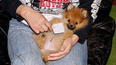 ブラッシングされるポメラニアン