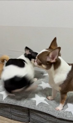 うめちゃんの遊びの誘い方9