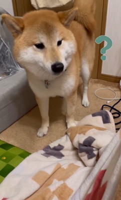 靴下を取られたぽんず君5