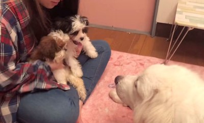 膝の上で甘える2匹の犬