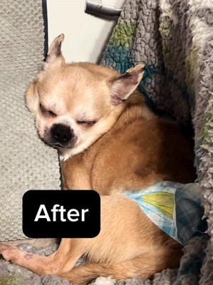 眠るおもちちゃん