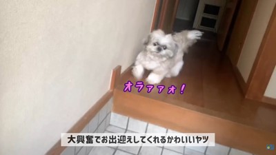 てんぽさんの熱烈歓迎4