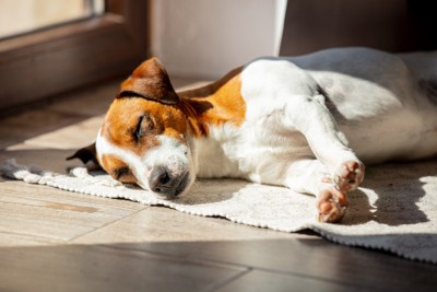 窓のそばで寝る犬