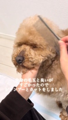 投稿者にトリミングしてもらう犬