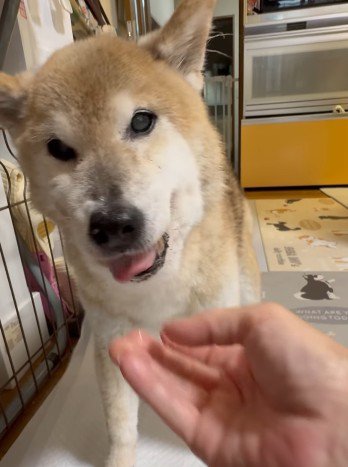 おやつも大好きです