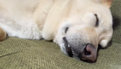 眠る保護犬