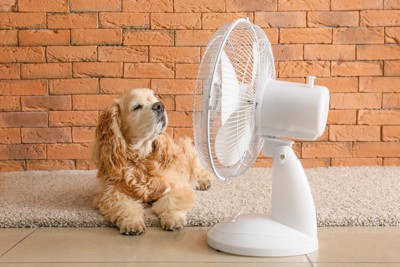 扇風機に当たる犬