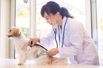 診察を受ける犬