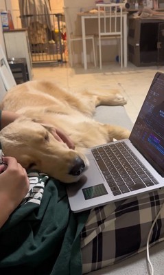 お仕事中の飼い主さんに甘える麹くん4