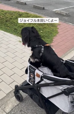 カートに乗る犬4