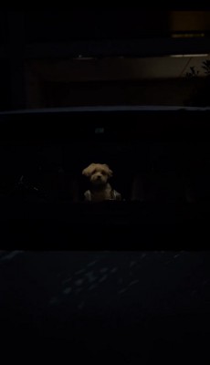 車の中でたたずむ犬