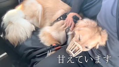 甘えるアトムくん