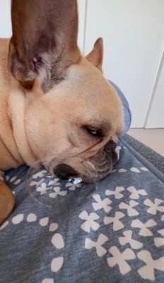 どんな夢を見ているのかな？