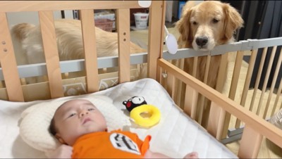 赤ちゃんが横になっているベビーベッドを凝視する茶色い犬