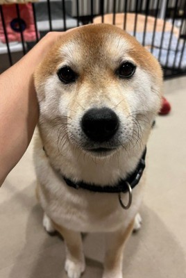 アザラシのよう