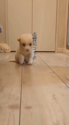 床の上を歩く小さな子犬