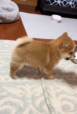 お皿を離さない小雪ちゃん