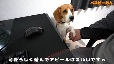 可愛いアピールのせいで集中できません♡