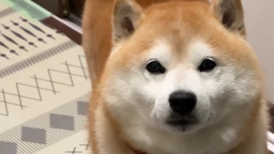 柴犬らんまるくん