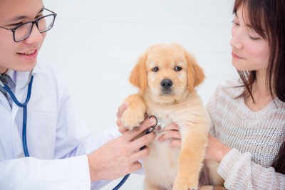 診察してもらう子犬