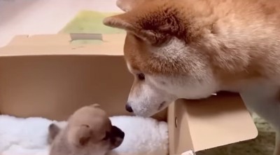 赤ちゃん犬を見つめる柴犬