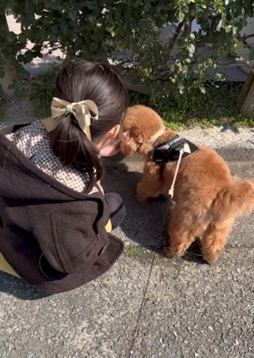 なにかを見つめる犬と女の子