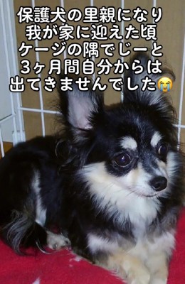 元繁殖犬のリリーちゃん