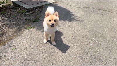 アスファルトの上でカメラを見つめる犬