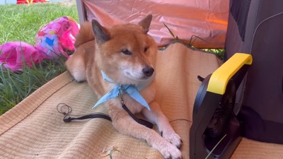 その後はのんびり過ごしました♪