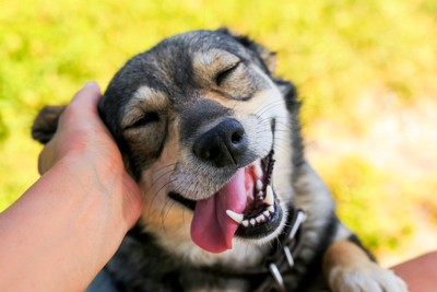 撫でられて笑顔の犬の顔のアップ