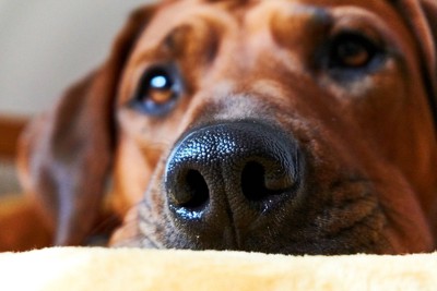 犬の鼻のアップ