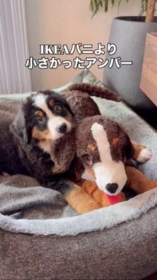 犬のぬいぐるみと並ぶ子犬