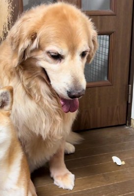 「あの子が…やっちゃったんだ…」