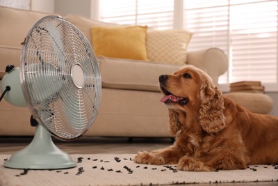 室内でぐったりする犬