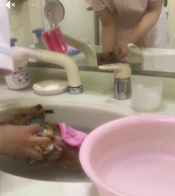 トイプードルのチョコちゃん!