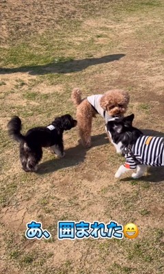 お留守番はイヤなポン太くん7