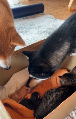 赤ちゃん猫を覗き込む柴犬