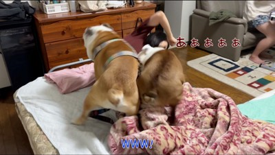 女性に突進する2頭の犬