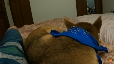 お父さんの看病をするワンジローくん