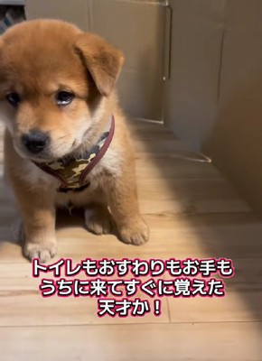 立派な飼い犬に♡