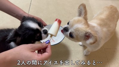 ピノちゃん&パルムちゃんのアイス争奪戦